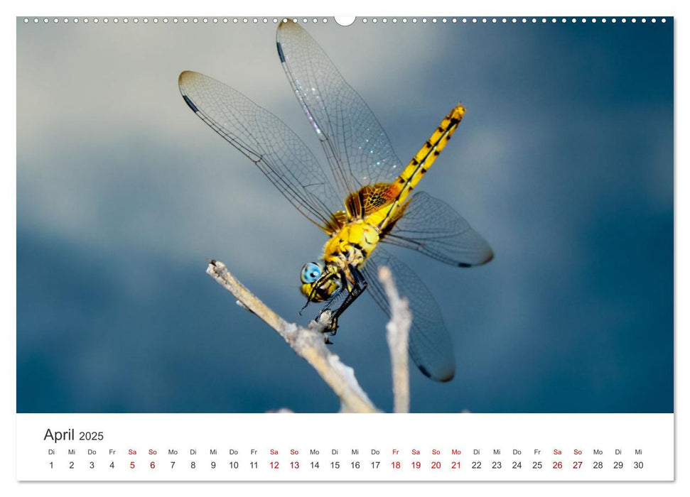 Libellen - Farbenfrohe Insekten (CALVENDO Premium Wandkalender 2025)