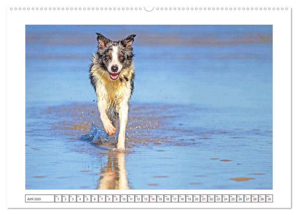 Strand-Strolche (CALVENDO Premium Wandkalender 2025)