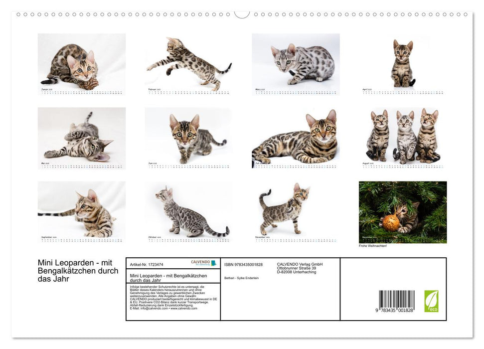 Mini Leoparden - mit Bengalkätzchen durch das Jahr (CALVENDO Wandkalender 2025)