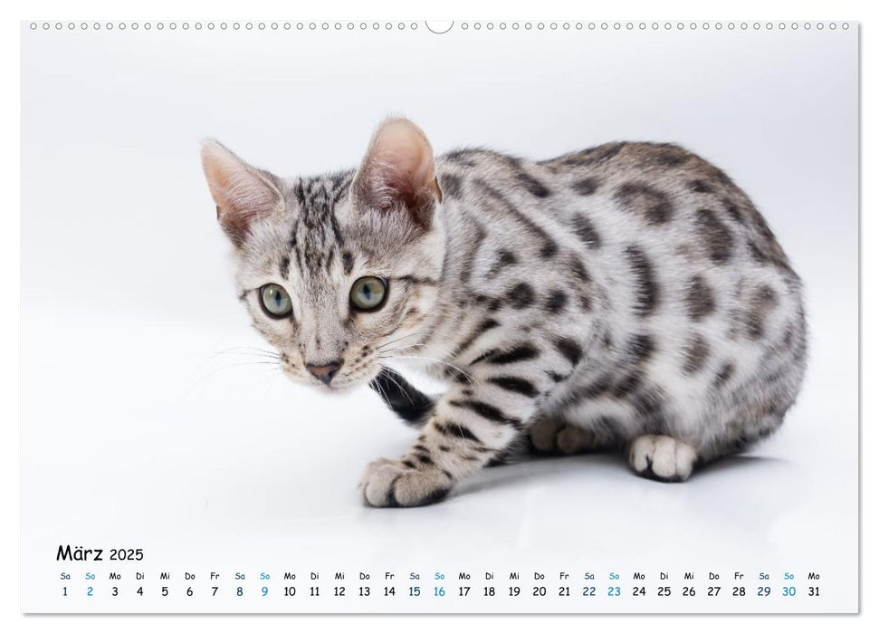 Mini Leoparden - mit Bengalkätzchen durch das Jahr (CALVENDO Wandkalender 2025)