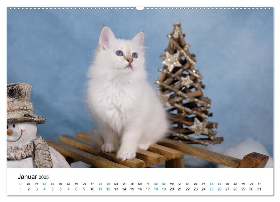 Heilige Birma Kitten - ein Traum auf weißen Pfötchen (CALVENDO Premium Wandkalender 2025)