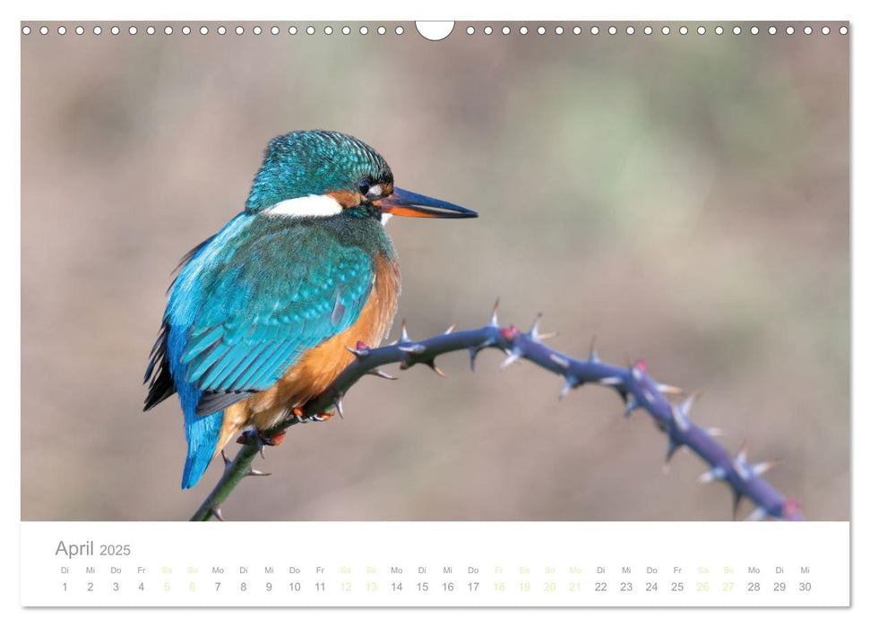 Eisvogel im Porträt (CALVENDO Wandkalender 2025)