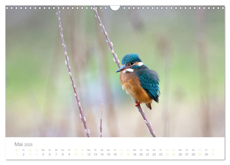 Eisvogel im Porträt (CALVENDO Wandkalender 2025)