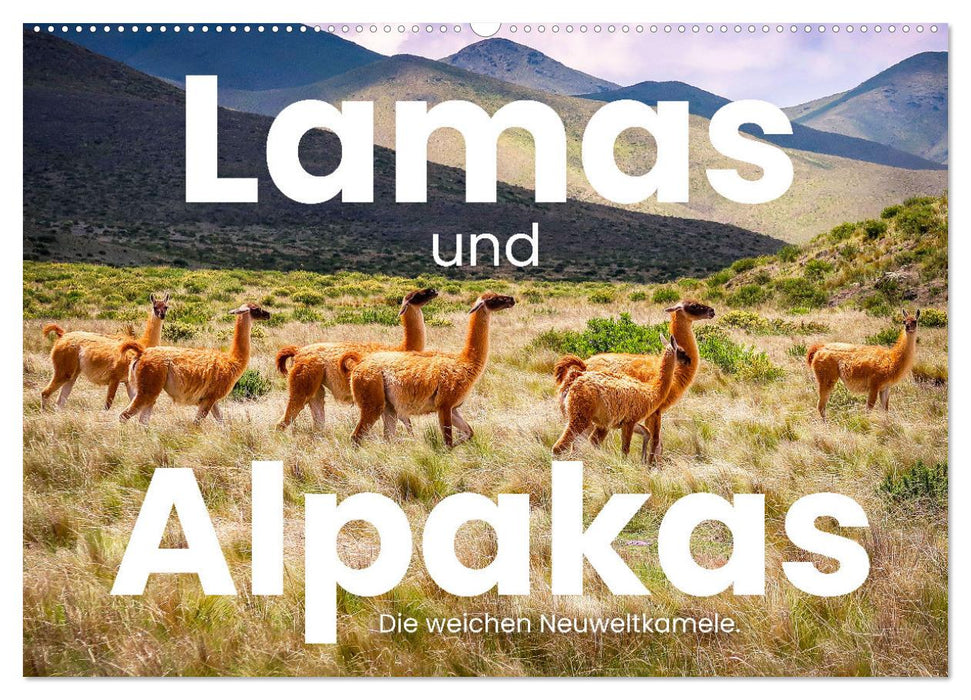 Lamas und Alpakas - Die weichen Neuweltkamele. (CALVENDO Wandkalender 2025)