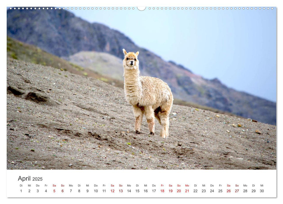 Lamas und Alpakas - Die weichen Neuweltkamele. (CALVENDO Wandkalender 2025)