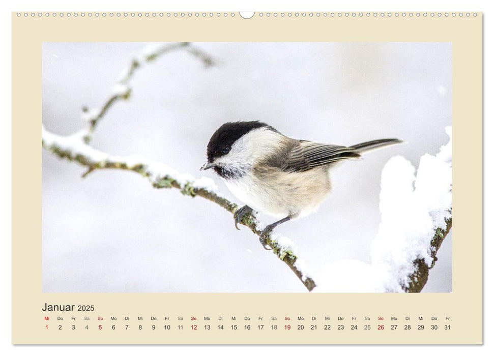 Tiere im Wald. Bezaubernde Begegnungen (CALVENDO Premium Wandkalender 2025)