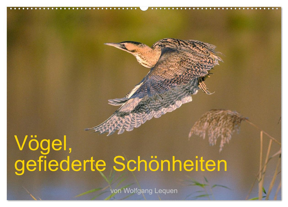 Vögel, Gefiederte Schönheiten (CALVENDO Wandkalender 2025)