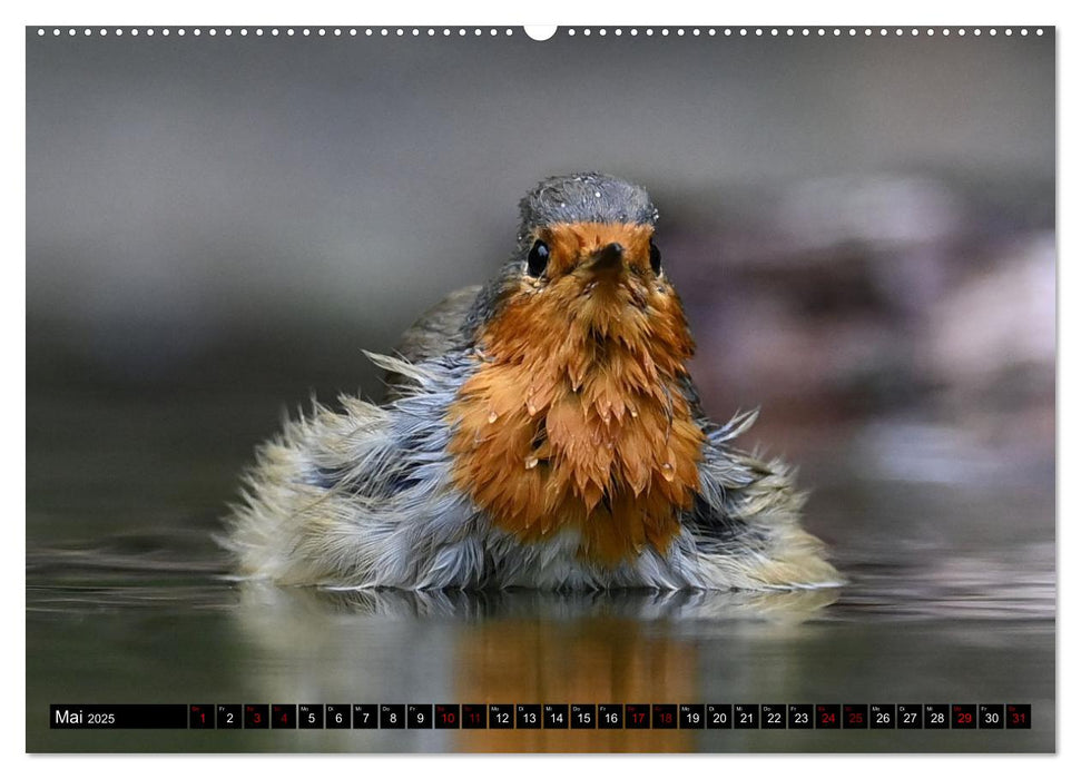 Vögel, Gefiederte Schönheiten (CALVENDO Wandkalender 2025)