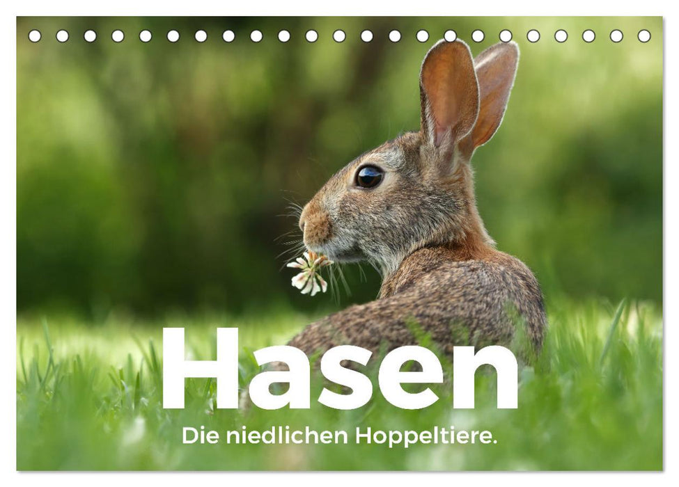 Hasen - Die niedlichen Hoppeltiere. (CALVENDO Wandkalender 2025)