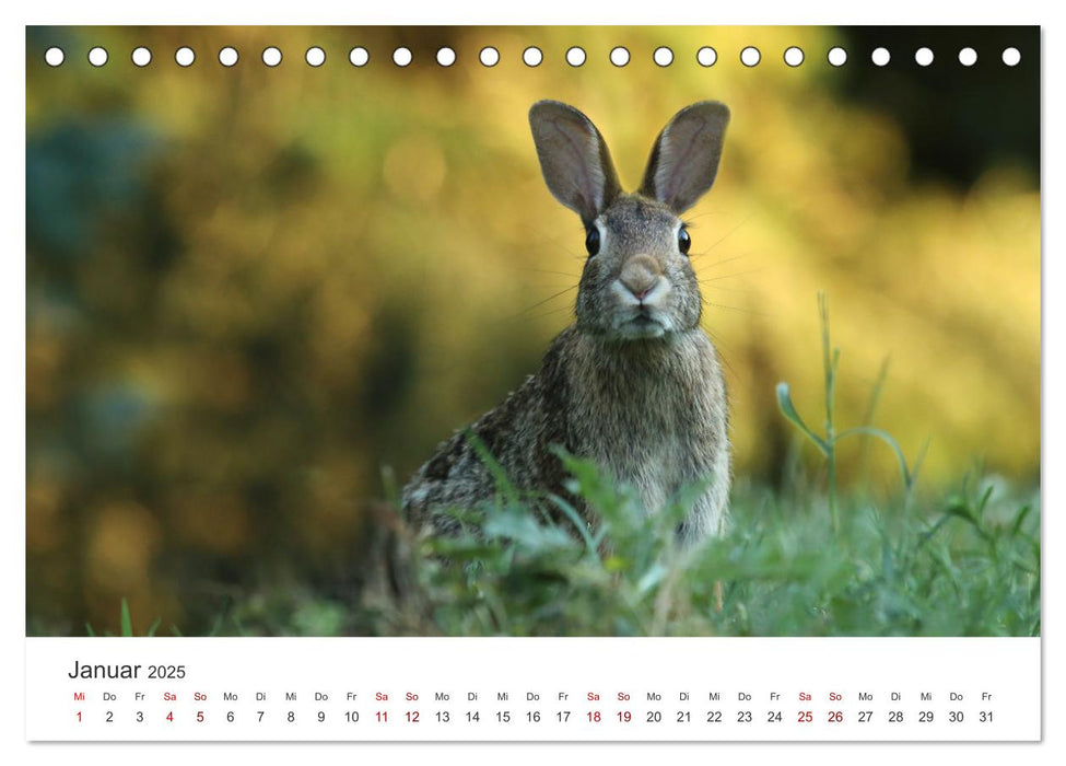 Hasen - Die niedlichen Hoppeltiere. (CALVENDO Wandkalender 2025)