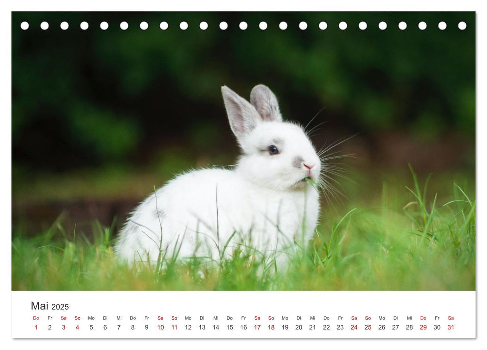 Hasen - Die niedlichen Hoppeltiere. (CALVENDO Wandkalender 2025)