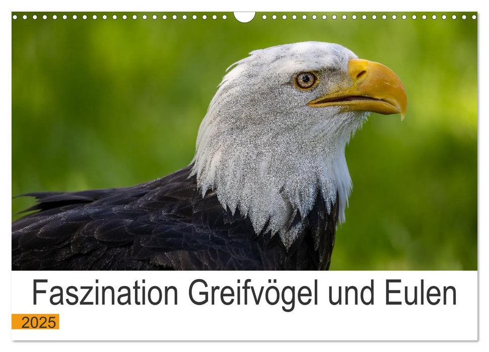 Faszination Greifvögel und Eulen (CALVENDO Wandkalender 2025)