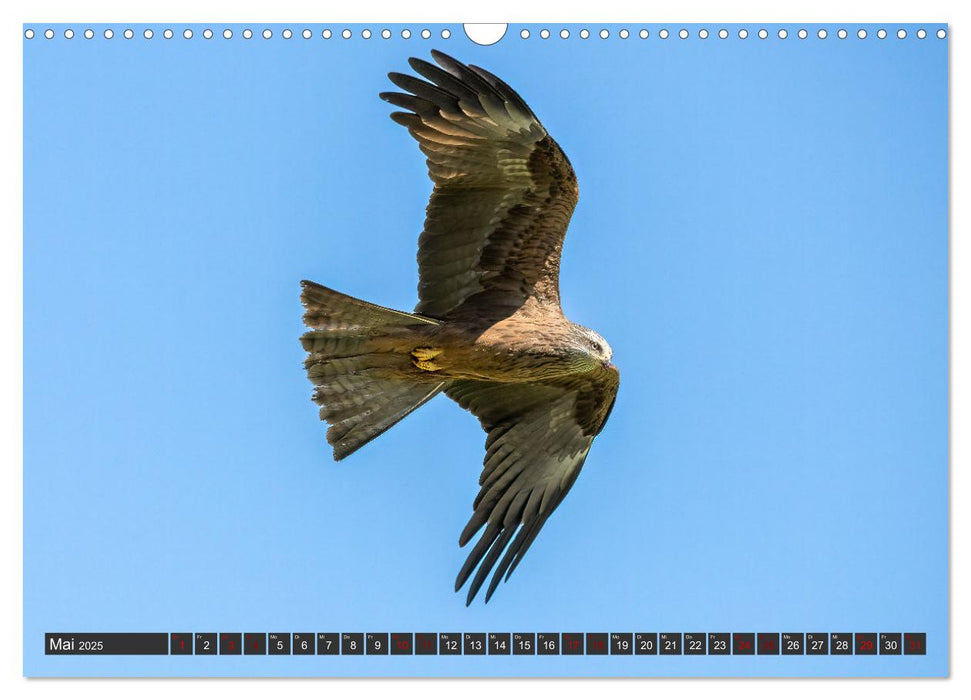 Faszination Greifvögel und Eulen (CALVENDO Wandkalender 2025)