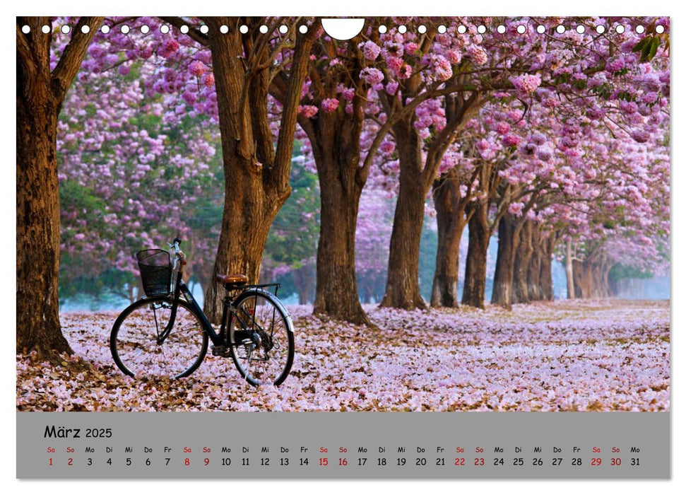 Liebe zum Fahrrad (CALVENDO Wandkalender 2025)