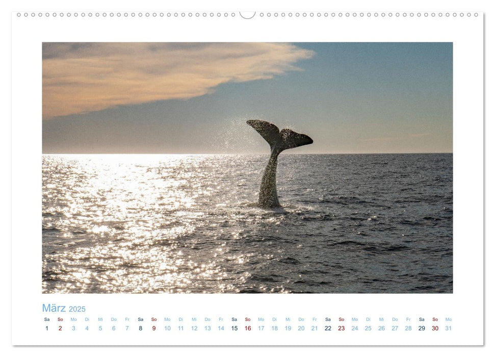 Die Wale von Andenes (CALVENDO Wandkalender 2025)