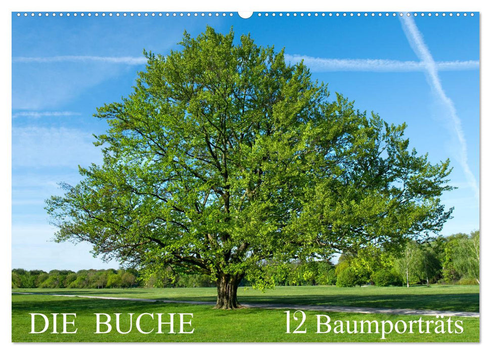 Die Buche: 12 Baumporträts (CALVENDO Wandkalender 2025)