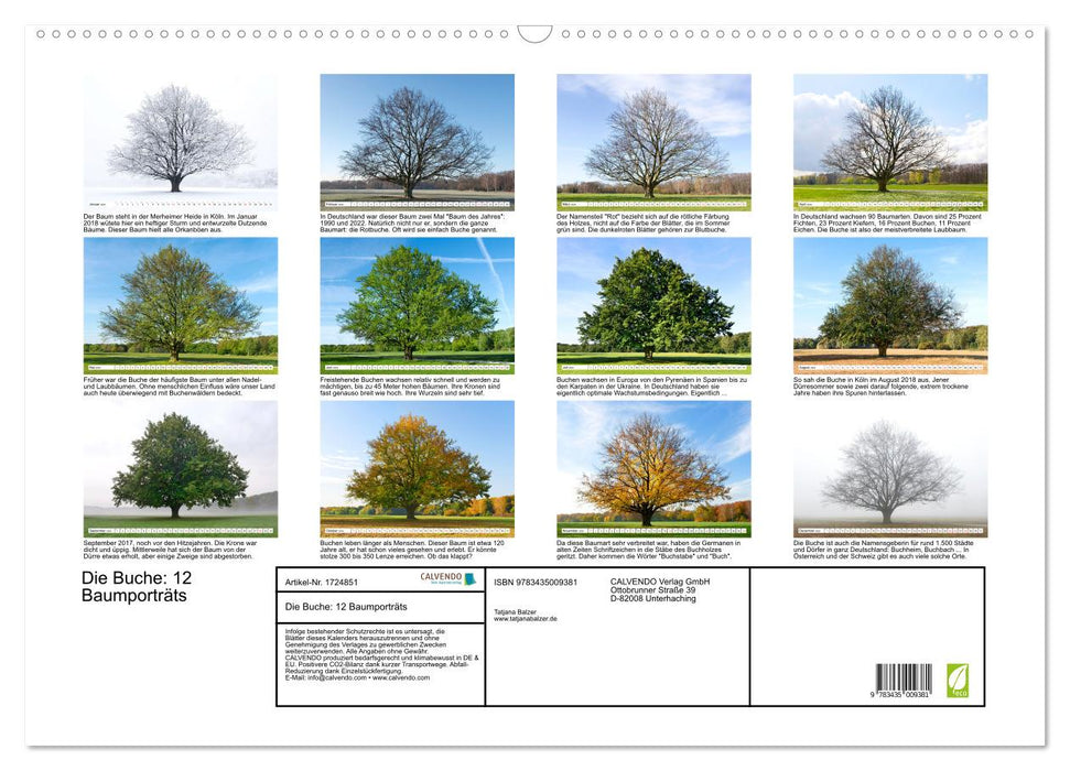 Die Buche: 12 Baumporträts (CALVENDO Wandkalender 2025)