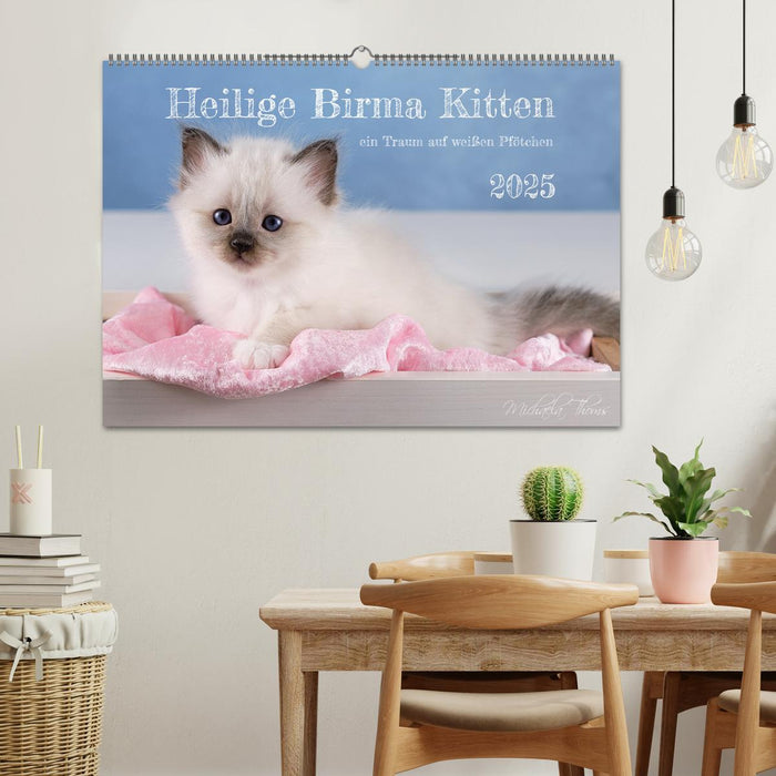 Heilige Birma Kitten - ein Traum auf weißen Pfötchen (CALVENDO Wandkalender 2025)