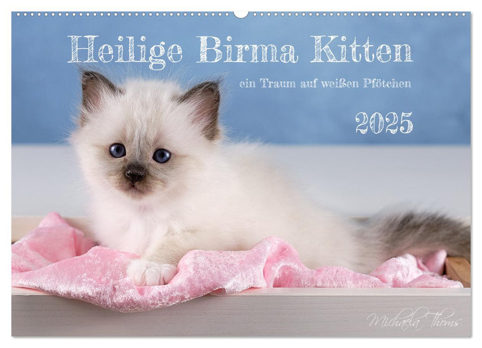 Heilige Birma Kitten - ein Traum auf weißen Pfötchen (CALVENDO Wandkalender 2025)