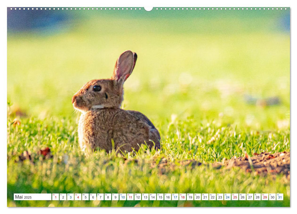 Meine tierische Heimat (CALVENDO Premium Wandkalender 2025)