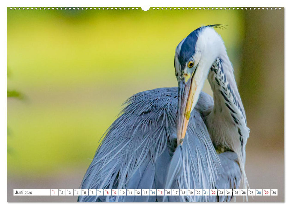 Meine tierische Heimat (CALVENDO Premium Wandkalender 2025)