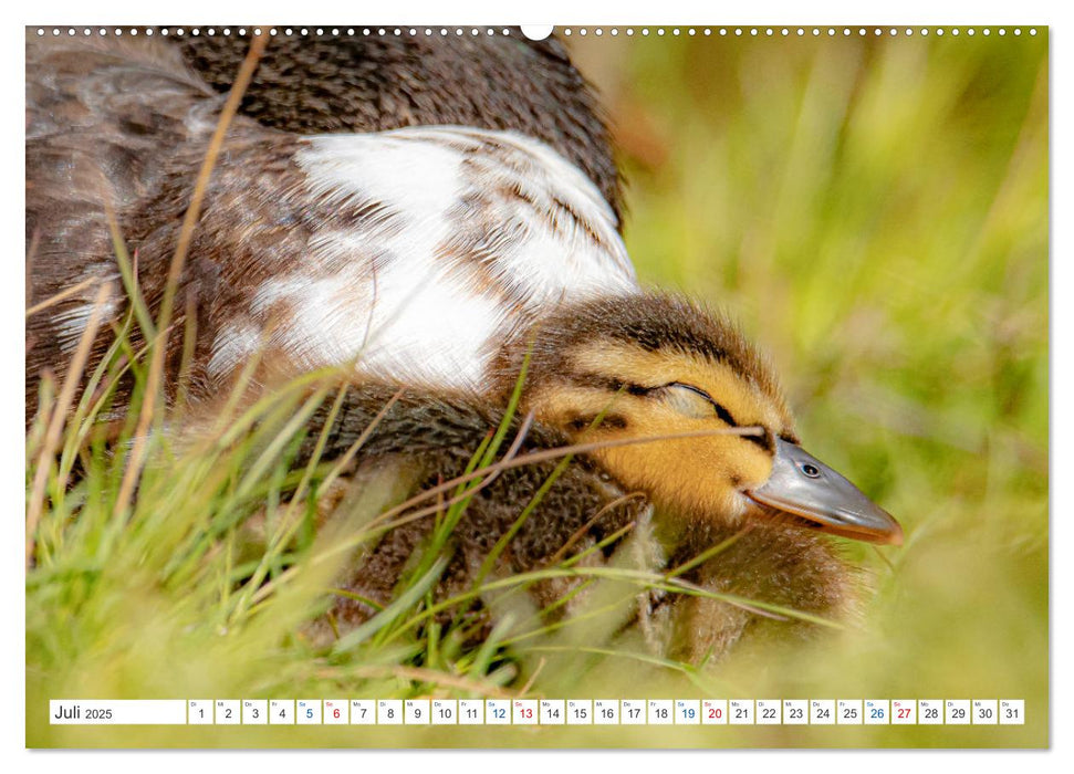 Meine tierische Heimat (CALVENDO Premium Wandkalender 2025)