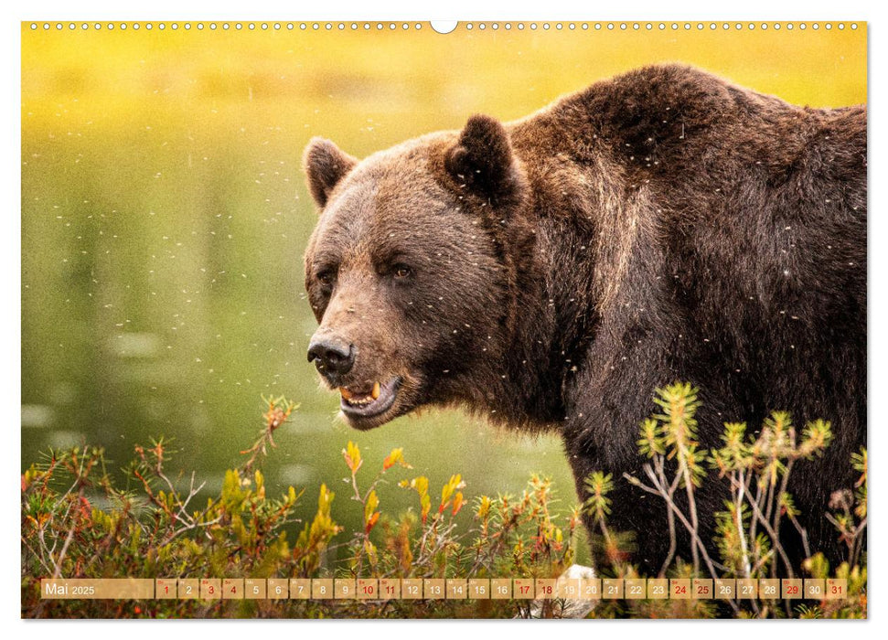 Wildes Finnland (CALVENDO Premium Wandkalender 2025)