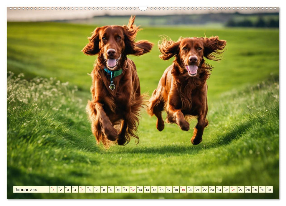 Irish Setter - Anmut pur (CALVENDO Wandkalender 2025)