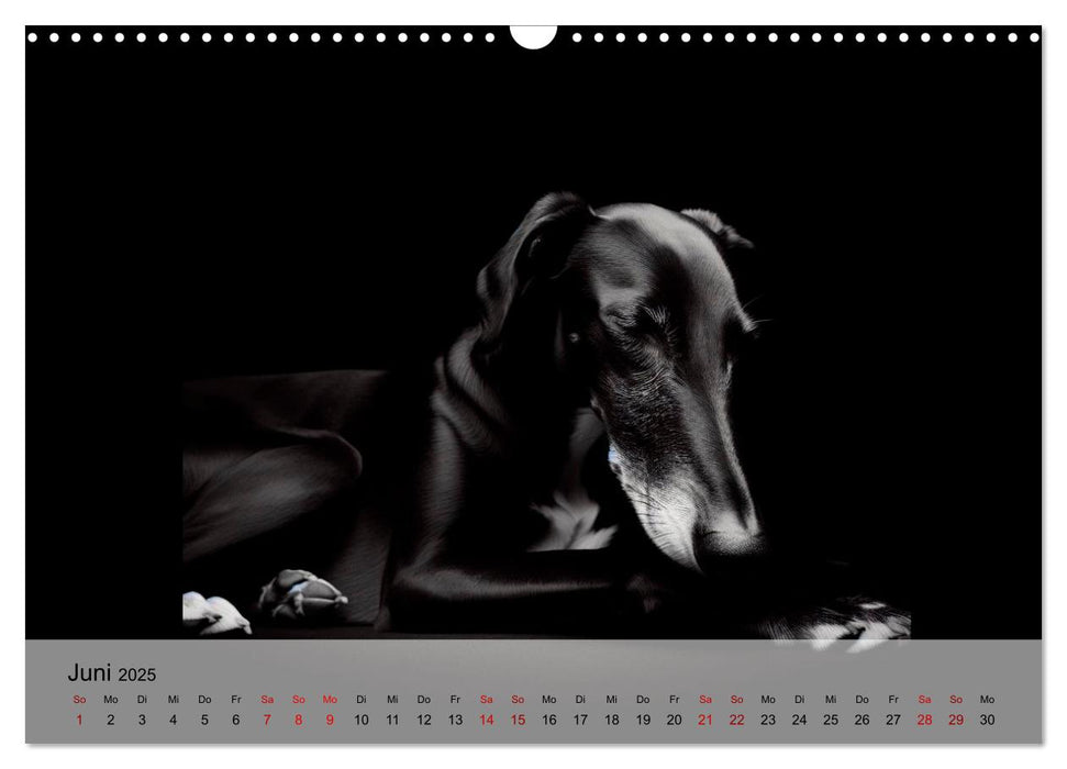 Black is beautiful (CALVENDO Wandkalender 2025)