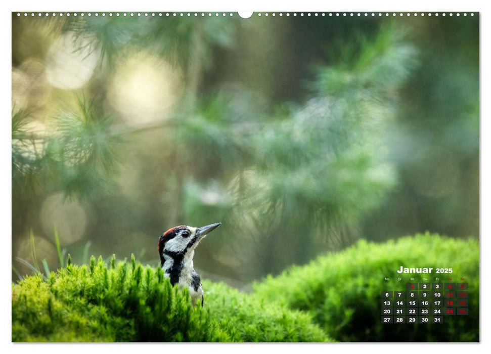 Vögel in heimischen Wäldern (CALVENDO Wandkalender 2025)