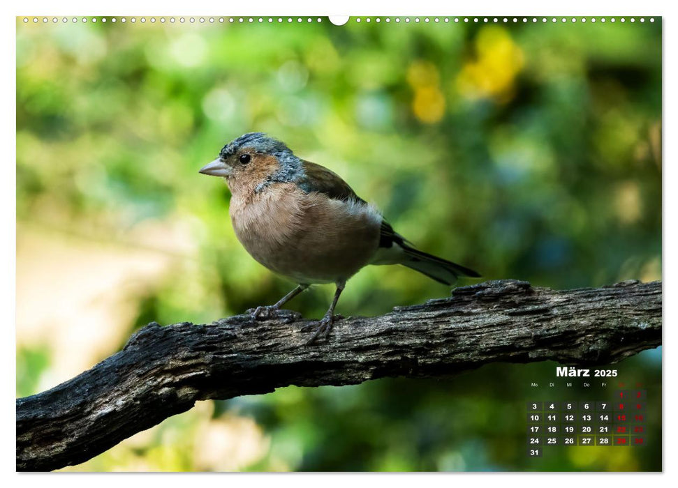 Vögel in heimischen Wäldern (CALVENDO Wandkalender 2025)