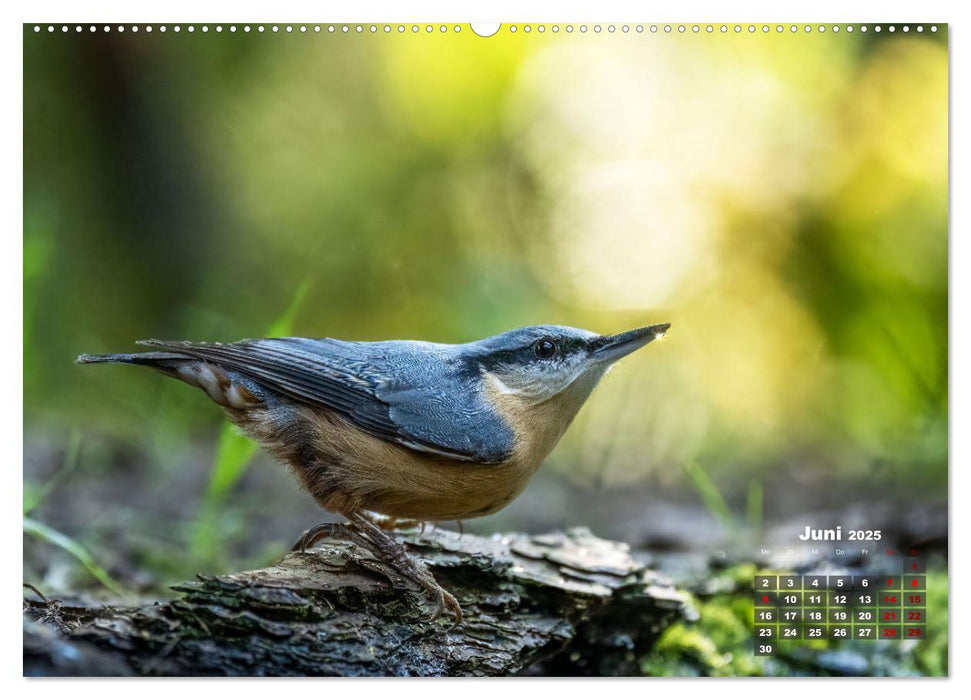 Vögel in heimischen Wäldern (CALVENDO Wandkalender 2025)