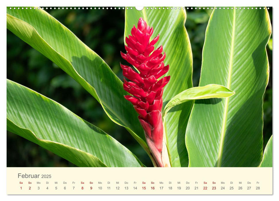 Traumhafte Seychellen (CALVENDO Wandkalender 2025)