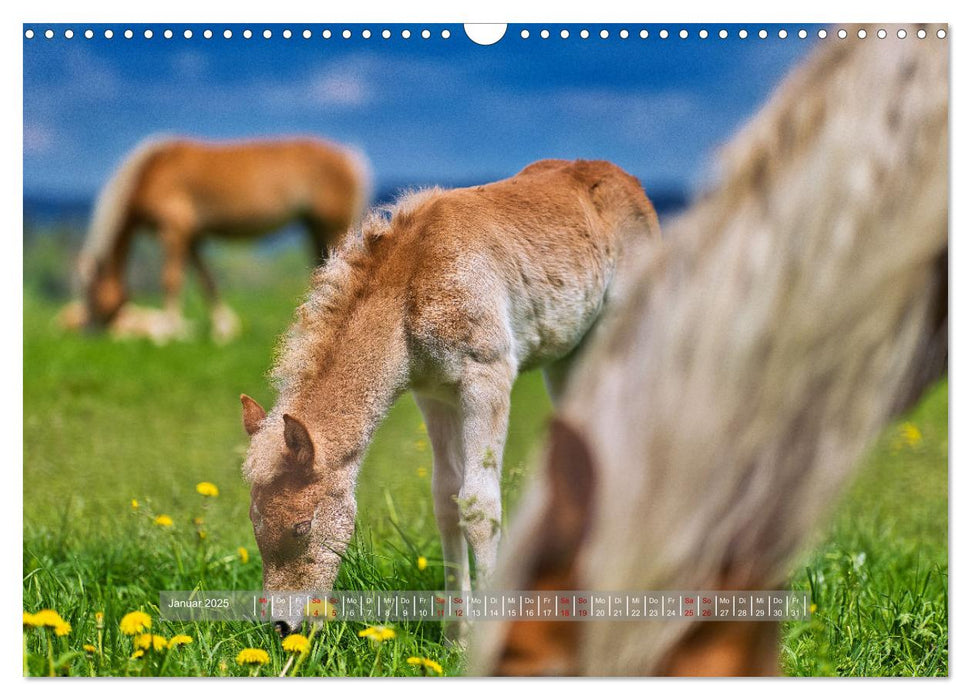 Haflinger Pferde in Thüringen (CALVENDO Wandkalender 2025)