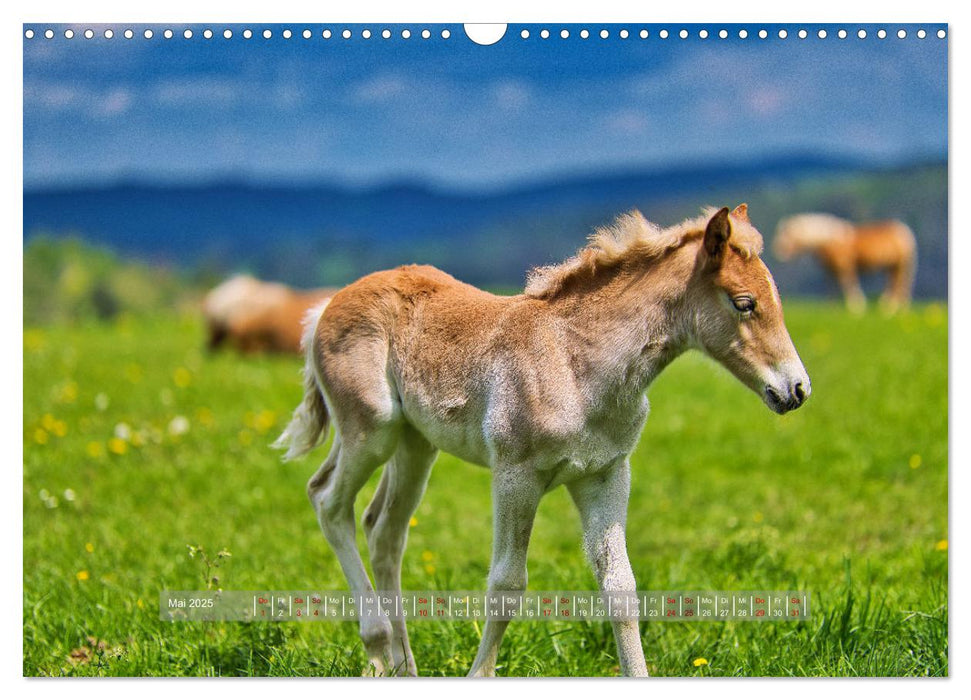 Haflinger Pferde in Thüringen (CALVENDO Wandkalender 2025)