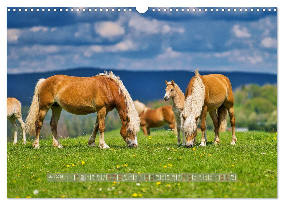 Haflinger Pferde in Thüringen (CALVENDO Wandkalender 2025)