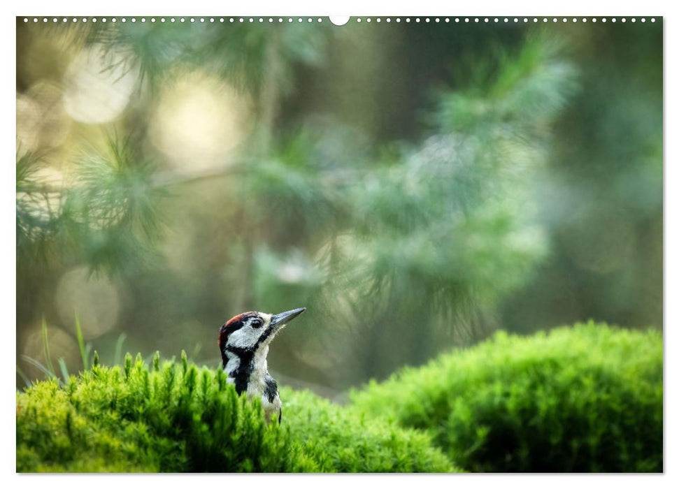 Vögel in heimischen Wäldern (CALVENDO Premium Wandkalender 2025)