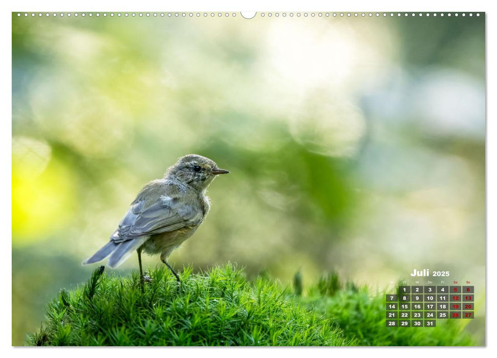 Vögel in heimischen Wäldern (CALVENDO Premium Wandkalender 2025)