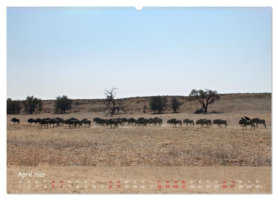 Kgalagadi - Fauna und Wildtiere in der Kalahari (CALVENDO Wandkalender 2025)