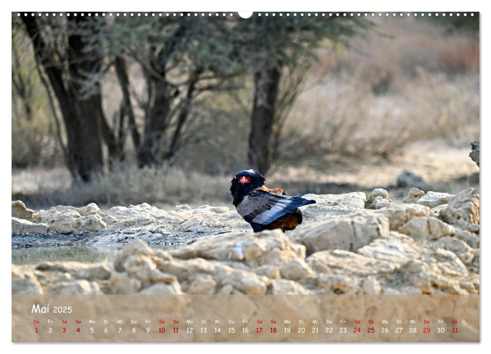 Kgalagadi - Fauna und Wildtiere in der Kalahari (CALVENDO Wandkalender 2025)