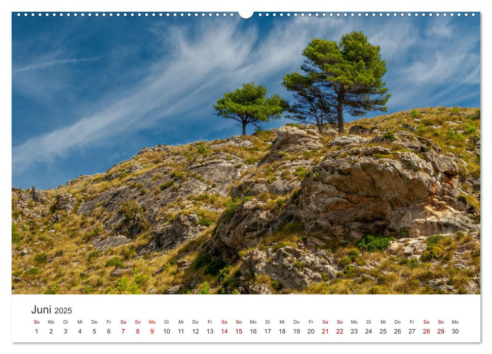 Bäume - Gelebtes Leben (CALVENDO Premium Wandkalender 2025)