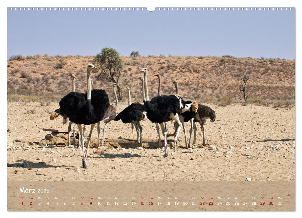 Kgalagadi - Fauna und Wildtiere in der Kalahari (CALVENDO Premium Wandkalender 2025)