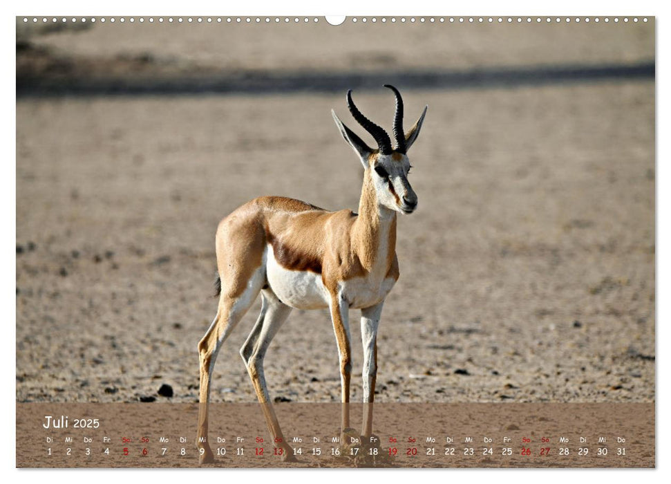 Kgalagadi - Fauna und Wildtiere in der Kalahari (CALVENDO Premium Wandkalender 2025)