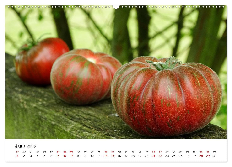 Tomaten Satt (CALVENDO Wandkalender 2025)