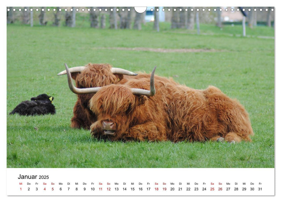 Die Schottischen Hochlandrinder und ihr Nachwuchs (CALVENDO Wandkalender 2025)