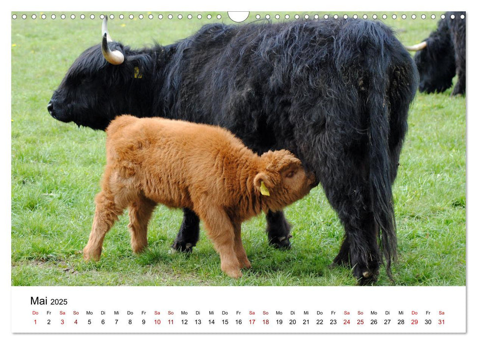 Die Schottischen Hochlandrinder und ihr Nachwuchs (CALVENDO Wandkalender 2025)