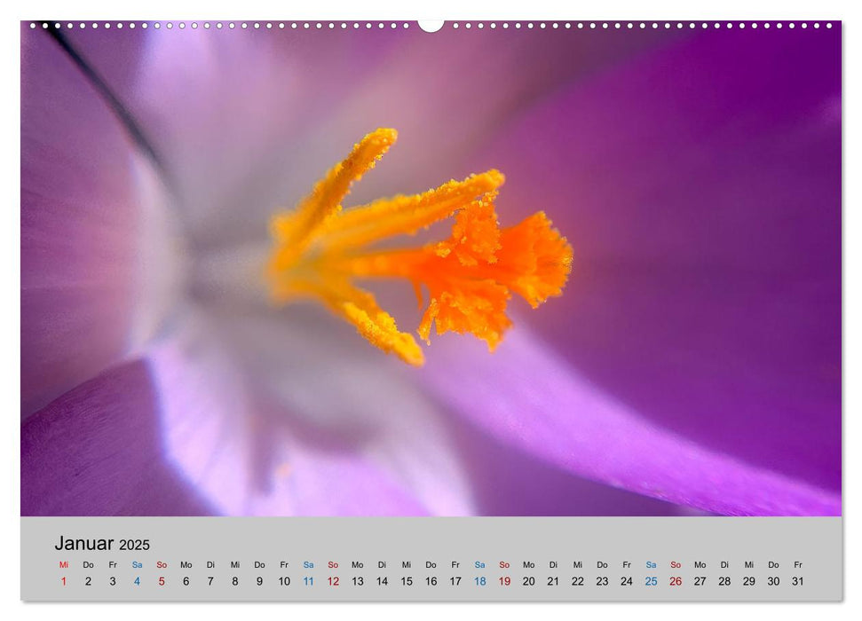 Max Macro (CALVENDO Premium Wandkalender 2025)