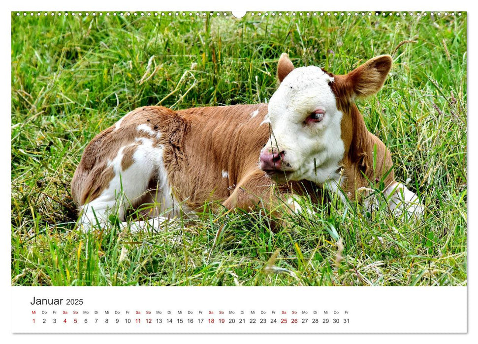 Kälber - Kleine Herzensbrecher auf den Wiesen (CALVENDO Wandkalender 2025)