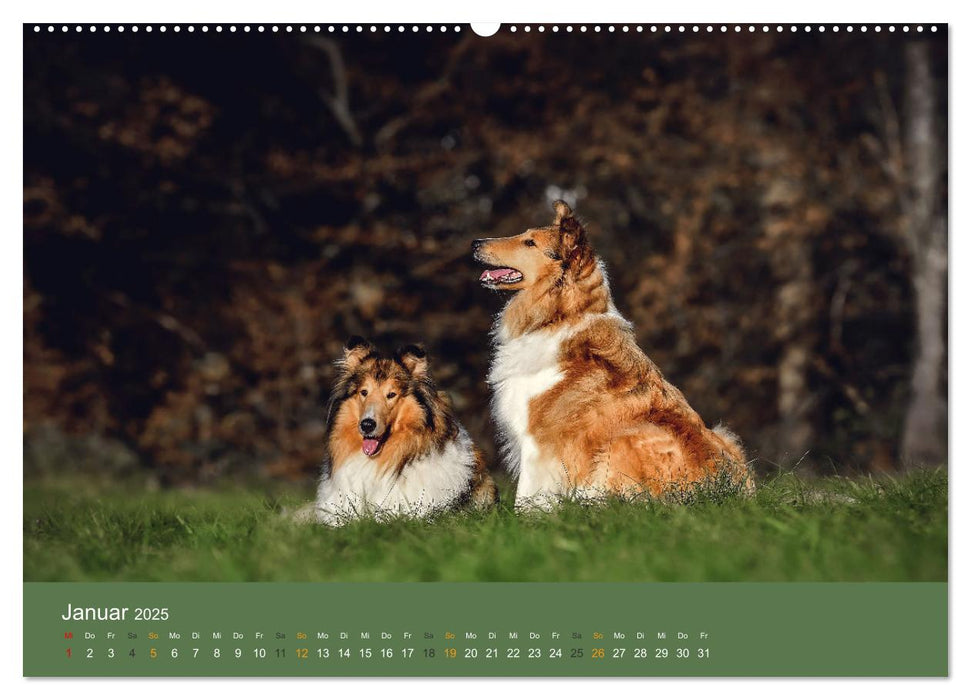 Der Collie der beste Hund der Welt (CALVENDO Premium Wandkalender 2025)