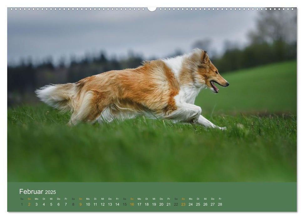 Der Collie der beste Hund der Welt (CALVENDO Premium Wandkalender 2025)